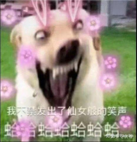 动物在唱歌的表情包,欢乐旋律下的表情盛宴